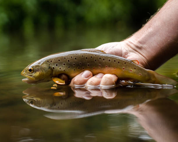 brown trout study (salmo trutta) - fly fishing trout brown trout fishing imagens e fotografias de stock