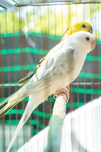 istock Budgerigars white and yellow in a cage 1428474886