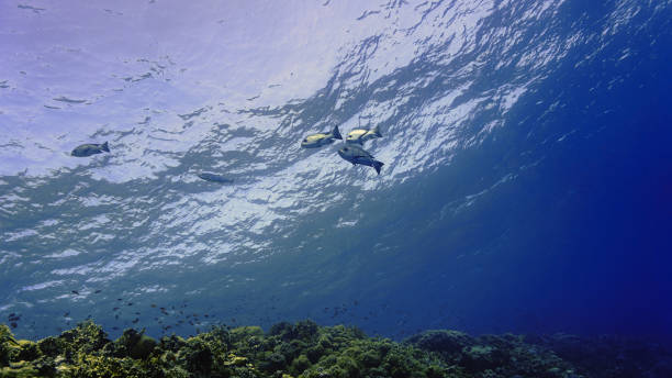 istock Fish in the deep blue sea 1428478138