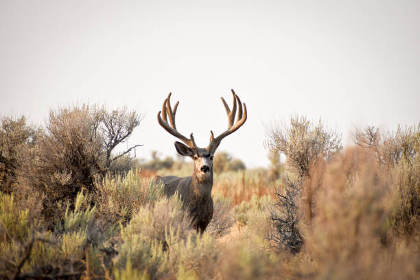 Mule Deer Large mule deer in velvet. Antelope Island State Park mule stock pictures, royalty-free photos & images