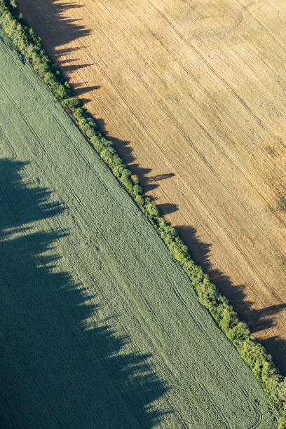 Abstraction agricultural area and green and beige fields in sunny day. Aerial photography, top view shot. Artistic wallpaper. Beauty of earth stock photo
