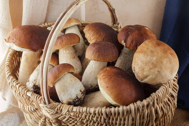Boletus mushrooms, oily in a wicker basket. Autumn season. Autumn mood at autumn time. stock photo