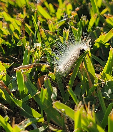 An interesting looking little white friend nibbles on a blade of grass for a snack that also doubles as a hammock