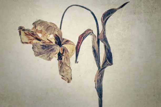 Dried tulip flower. Vintage Style.