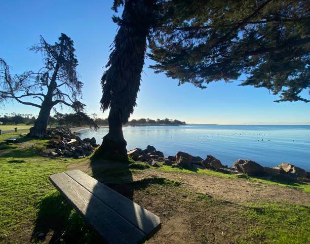 istock Sloping Trees At Crab Cove - Alameda, California 1428481241