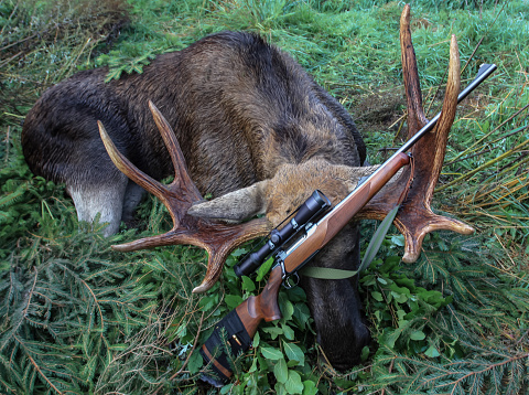 Traditional autumn hunting trophy of a moose and a rifle with optics after hunting. European elk after legal hunting during the rut, and a weapon with an optical sight.