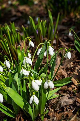 The signs of spring are here - snowdrop flowers come out of the snow