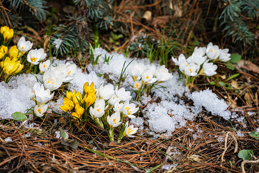 First tender primroses, wild crocuses close-up in snow. Concept of spring plants, seasons, weather