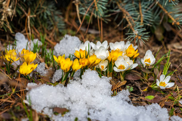 crochi gialli e bianchi che crescono attraverso la neve. fiori primaverili - snow crocus flower spring foto e immagini stock