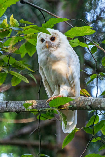 istock Albino Barred Owl perched on a tree branch, British Columbia, Canada 1428502164