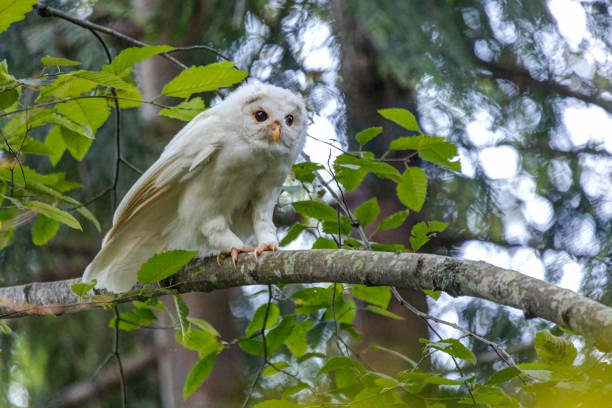 istock Albino Barred Owl perched on a tree branch, British Columbia, Canada 1428502458
