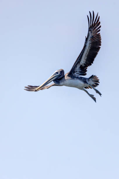 juvenile brown pelican flying, point roberts, wa, usa - pelican landing imagens e fotografias de stock