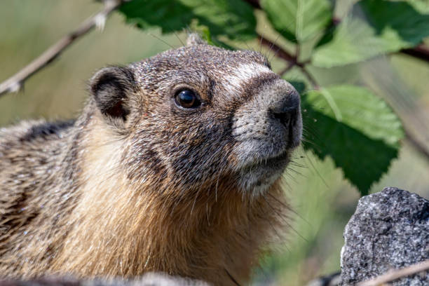 istock Marmot in the wild, Delta, BC, Canada 1428503279