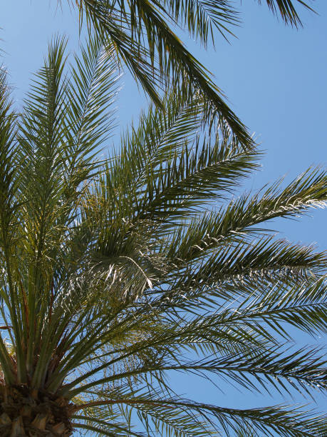 istock Looking Up At Green Palm Tree Fronds Against Blue Sky 1428504560