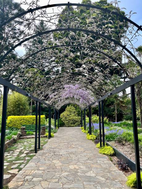 istock Pergola arch covered in wisteria 1428504953