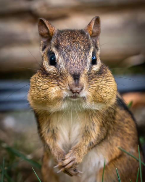 istock Chipmunk looking for food in the yard 1428505091