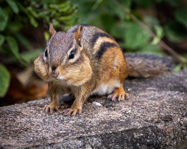 istock Chipmunk looking for food in the yard 1428505097