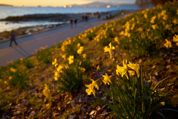 Daffodils near the beach on a sunny spring afternoon. Vancouver, British Columbia, Canada.