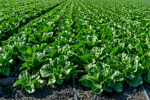 Close-up of romaine lettuce field, that is irrigated by the visible drip irrigation hose system, ready for harvest. 

Taken in Castroville, California, USA.