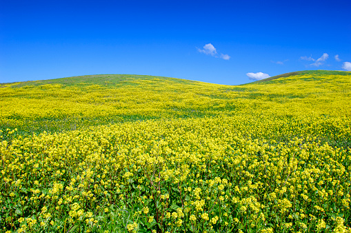 Field of mustard seed cover crop, used as weed suppression and pest control.  Mustard residues which contain glucosinolates are known to suppress soil-borne fungi and nematodes.\n\nTaken in Santa Cruz County, California, USA.