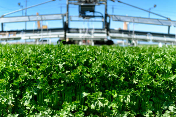 istock Close-up of Celery Stalks Being Harvested 1428528805