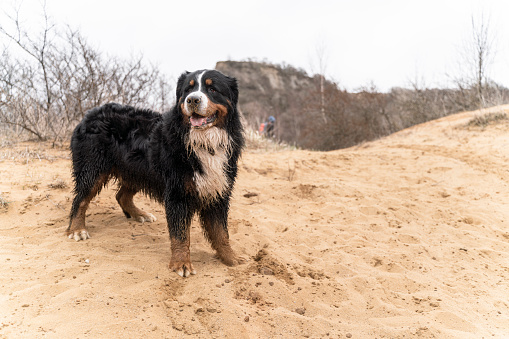 Bernese Mountain Dog standing on the beach of the Baltic sea.