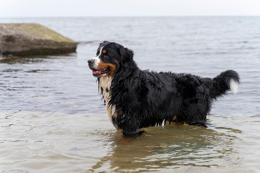 Happy domestic dog standing in the water of the Baltic sea, during the walk.