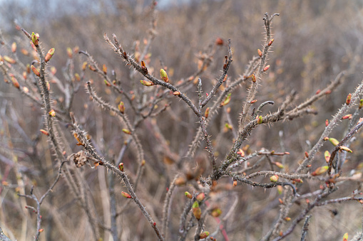 Young shoots on the wild rosehip bushes in the early spring.