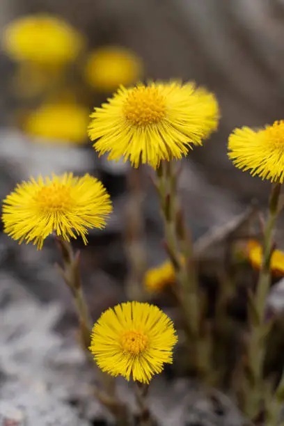 Coltsfoot flowers on the beach of the Baltic sea in spring.