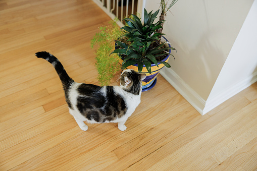 Curious domestic cat sniffing the plant.