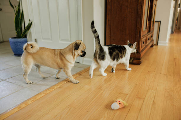 istock Pug and cat walking around the house together. 1428532174