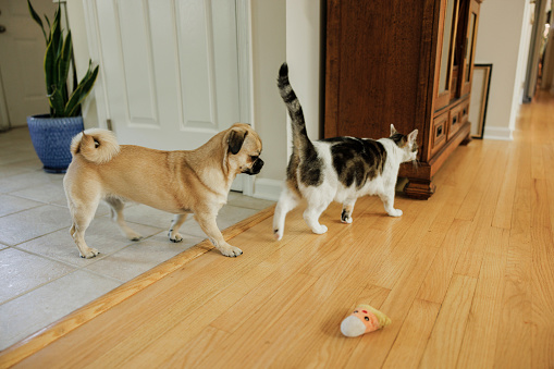 Domestic animals walking together around the house.