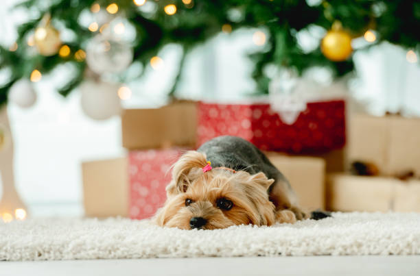 istock Dog terrier in Christmas time 1428537724
