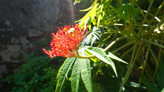 Jatropha multifida plant or what is called jarak tintir in Indonesia has red flowers