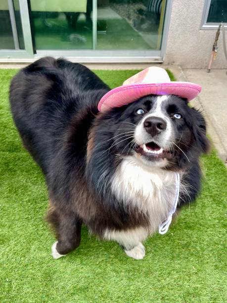 istock Australian Shepherd Panda’s birthday 1428542288