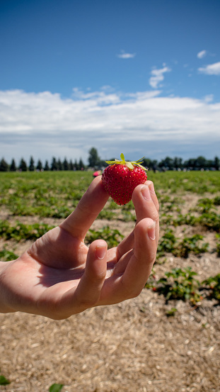 As fresh as it gets, this strawberry was picked from a local u-pick strawberry farm. Local families love this tradition that reduces emissions by bringing the food from farm to table.