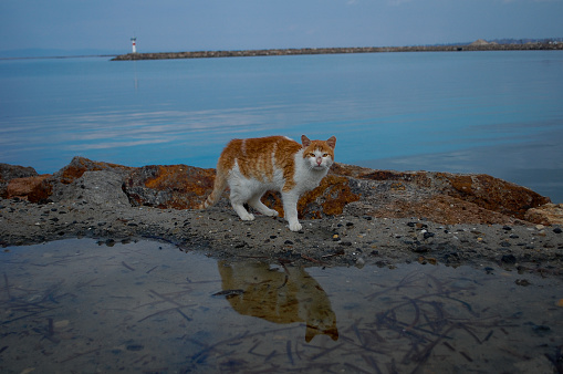 cat on breakwater