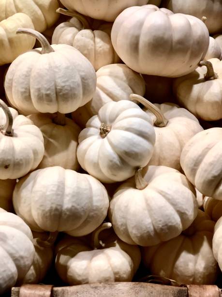istock Pile of Miniature White Pumpkins 1428542646