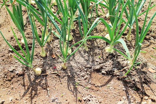 Onions in a field bathed in sunlight