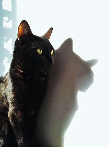 black fur cat, with bright eyes, basking in the sun, lit from the side casting its shadow on a white wall in the background - SAO  PAULO,  SAO PAULO,  BRAZIL.