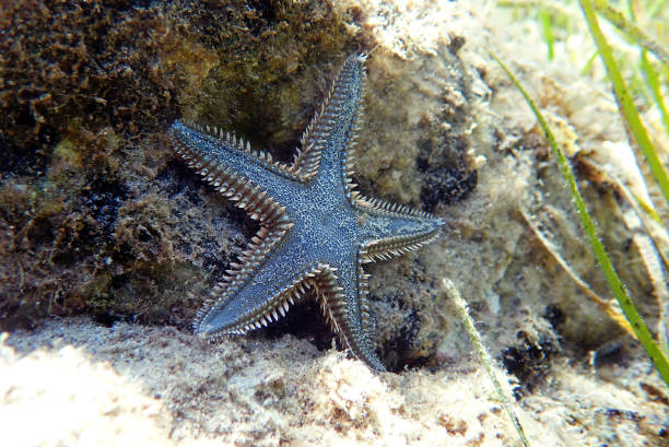 istock Underwater image of Mediterranean sand sea-star 1428546289