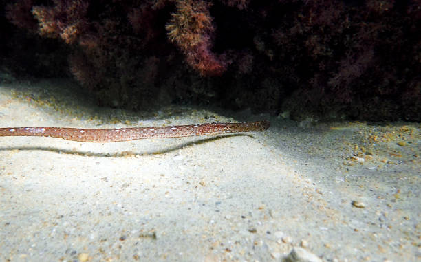 istock Underwater image in to the Mediterranean sea of Broadnosed pipefish - (Syngnathus typhle) 1428546308