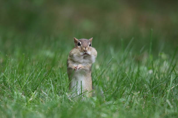 östliches streifenhörnchen tamias striatus sucht im herbst in einem hinterhof nach lebensmitteln, die für den winter aufbewahrt werden können - streifenhörnchen stock-fotos und bilder