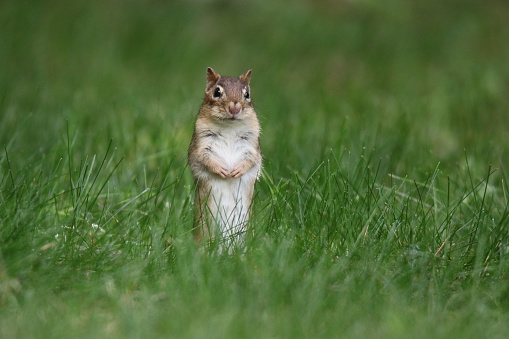A cute little Ground Squirrel looking for a handout