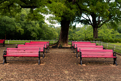 Red benches under the big tree