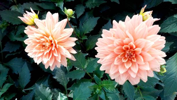 istock Dahlia pinnata flowers 1428555957