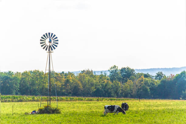 Holstien Cows grazing near a small windmill.