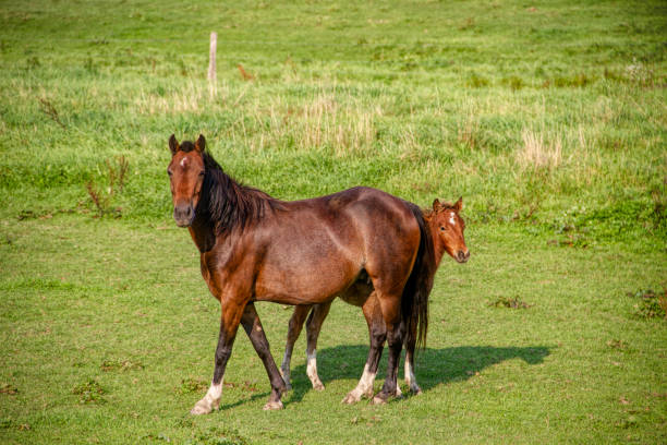 Mare and Colt in Pasture
