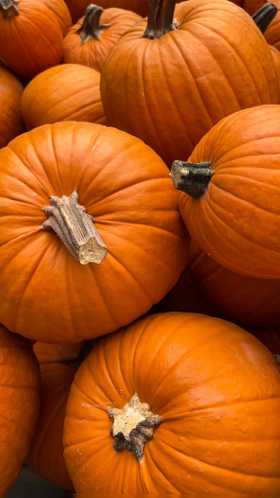 The pumpkins of fall have become available now and are on display.