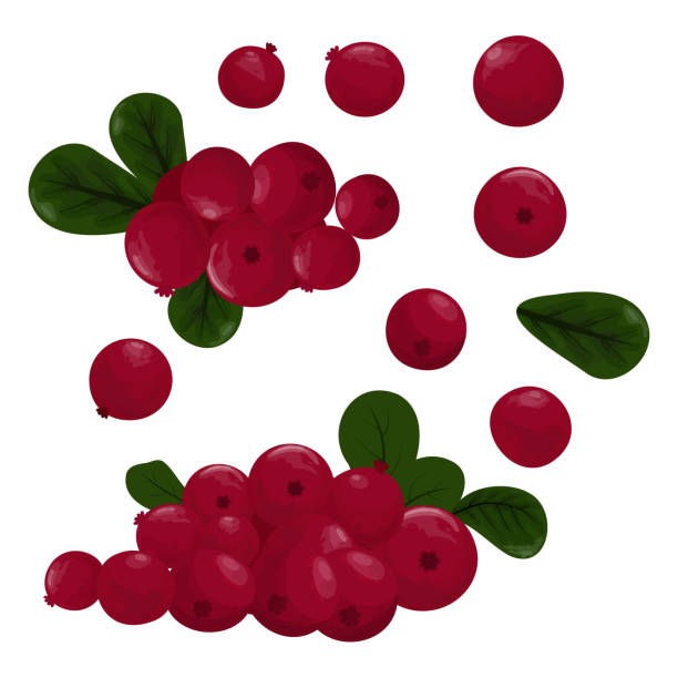 Set of cranberries. Simple vector illustration A simple vector drawing of red cranberries.Label and packaging simple design cranberry sauce stock illustrations